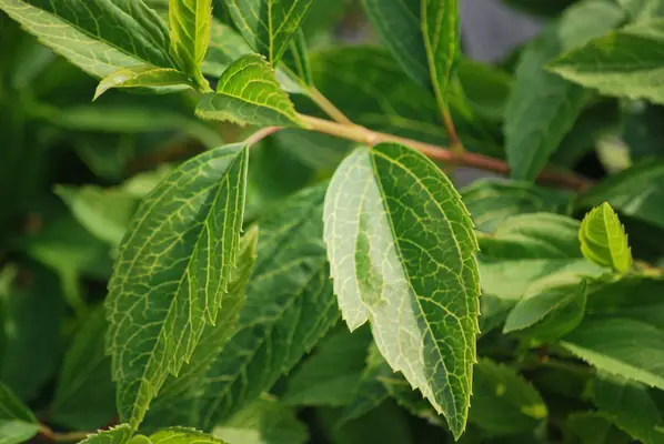 Augalų darželis - vietos rezervavimo ženklo vaizdas