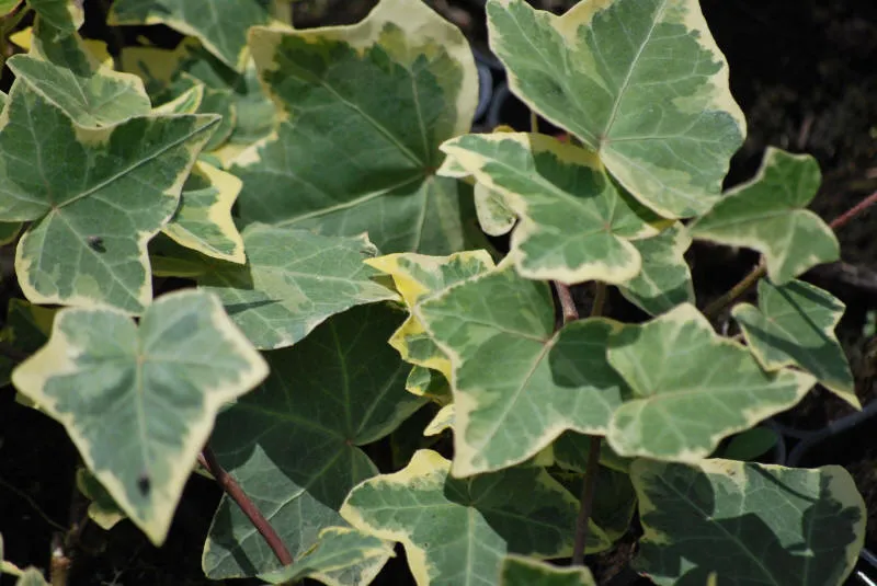 Augalų darželis 01