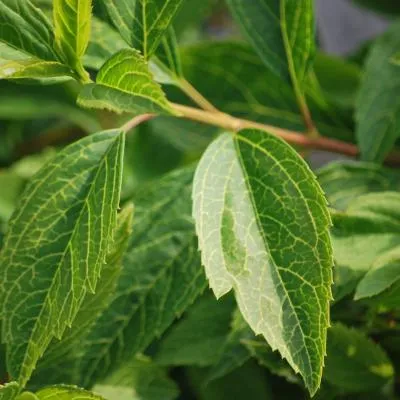 Dekoratyviniai krūmai